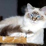 la team des ragdoll et sacre de birmanie