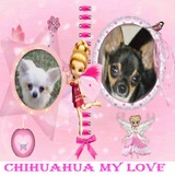 chihuahua my love