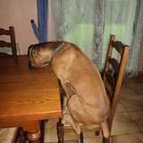 J'attend mon repas !!!
