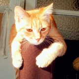 Pompon ;p ♥ ♥
