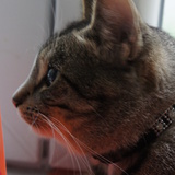 Profil