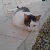 ptit tigre-Minouche♥