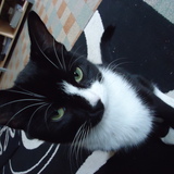 KIARA A DISPARU DANS LE 53, AIDEZ A LA RETROUVER EN METTANT SA PHOTO SUR VOTRE PROFIL... ♥