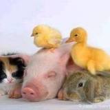 la team des amis 