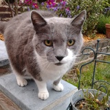 Hercule