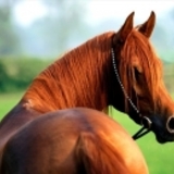Les chevaux 