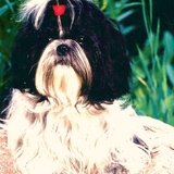 HOXHA