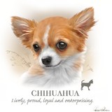 ChiHuaHua..
