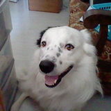Eloy