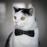 Milo