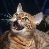 Fans des chats Bengals