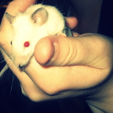 Mister Jingles & Cuddles