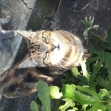 Minette
