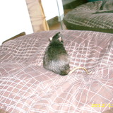 Sur le lit de Negra