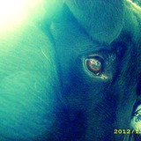 Negra