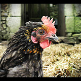 Les poupoules