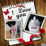 oreo et gribouille vnt se marier