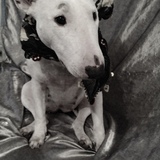 Bull terrier