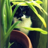 Les chats de plusieurs couleurs