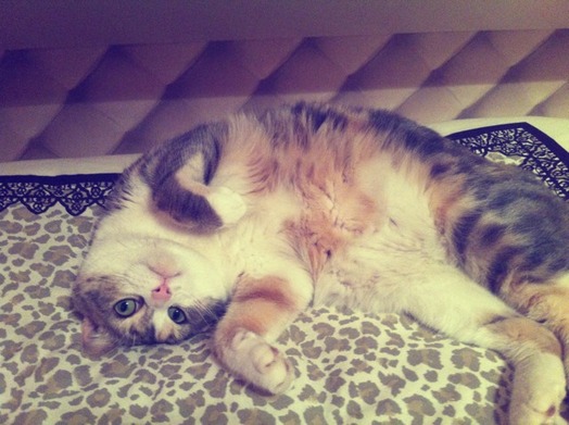 Chat - Alley cat - Praline