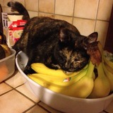 Miss Banana