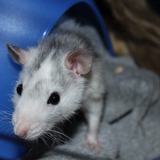 Rocket
