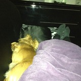 Chacune sa place pour la sieste :-)