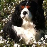 Darla
