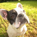 Gaston