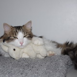 Doudou