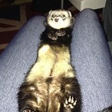 Skunk