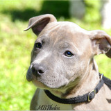 ♡Pets Pictures.♡