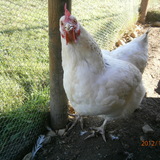 farfouille