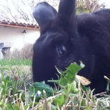 Photographies Animalière