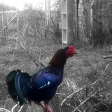 Coq