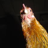 Lucette
