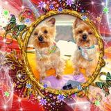 lulu ❤ shany KDO MONTAGES