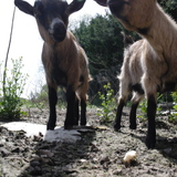Cachou, Yoco, Javel