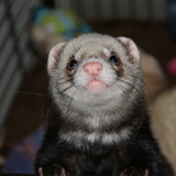 Tanuki