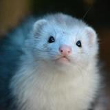 furet et astuce