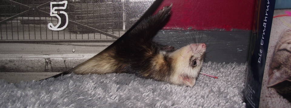 Mimi