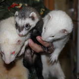 Gertrude,Raoul et Gaspard