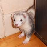 Frimousse