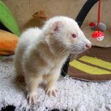 Elliot