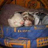Tommy & Teddy