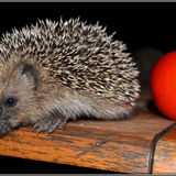 j'adore les tomates...