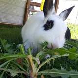 Pepper