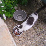 Ficelle