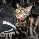 Kitty