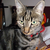 Kitty